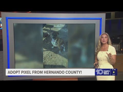 Give Pixel from Hernando County a fur-ever home!