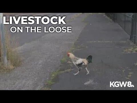 Why didn't the chicken cross the road? Portland traffic got in the way