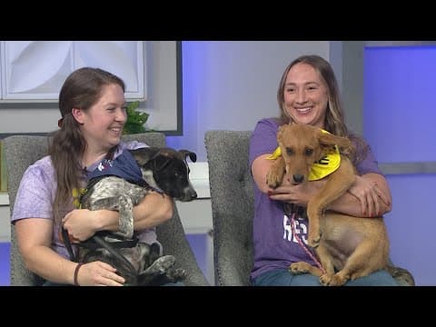 Pups Marrero and Toga looking for their forever homes