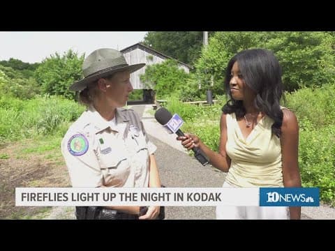 Fireflies to light up the night in Kodak