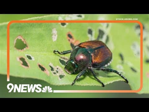 Proctor's Garden: Don't rush planting but fight beetles now