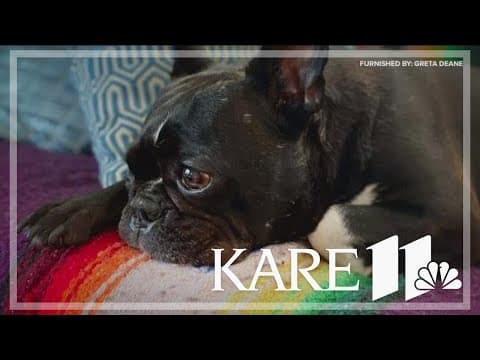 St. Paul woman offers reward for dog stolen during a walk