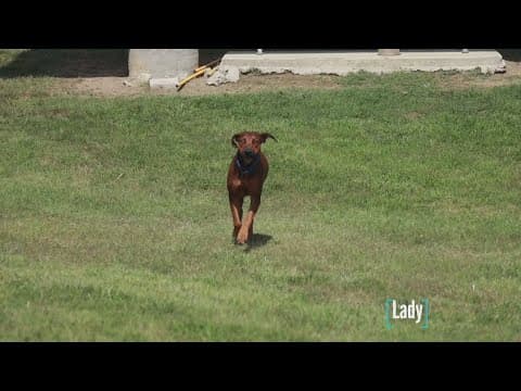 Tailwaggers: Meet Lady