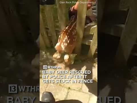 Baby deer stuck in fence rescued by police