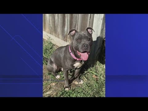 Abandoned pets need new homes