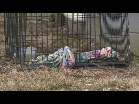 Beech Grove man facing animal cruelty charges after dogs found frozen