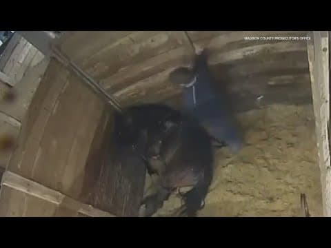 Horse trainer facing animal cruelty charge