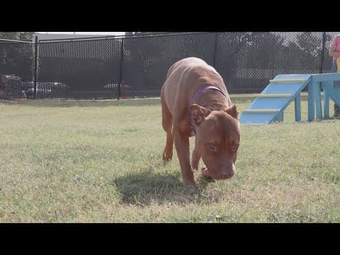 Tailwaggers: Meet Stella