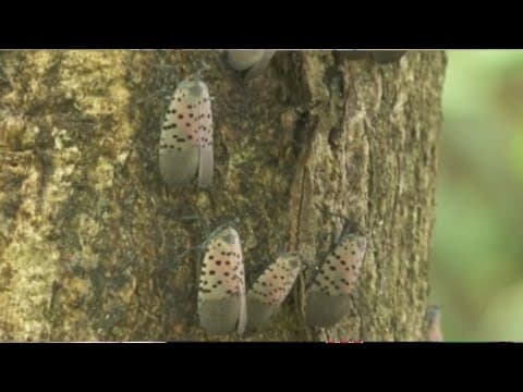Partly cloudy with a chance of lanterflies as radar picks up the insects
