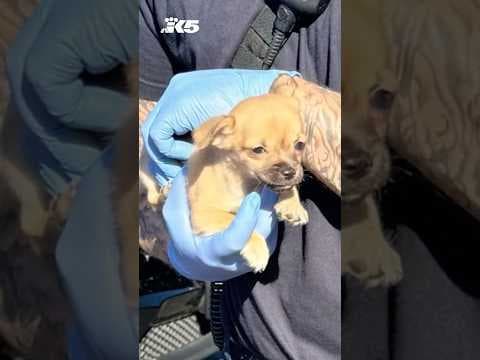 Paramedic revives puppy with Narcan