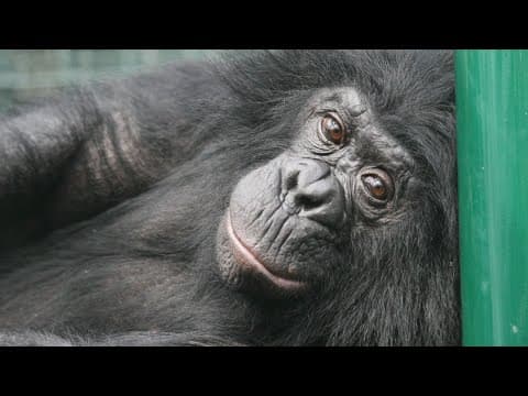 42-year-old bonobo at Columbus zoo passes away