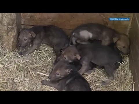 Baby boom happening at Zoo Knoxville