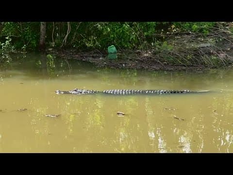 11-foot alligator spotted as Mississippi River nears flood stage in New Orleans