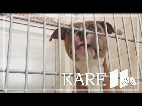 'You get a puppy and you get a puppy!'