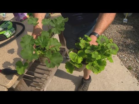 Pat Sullivan's tips for keeping your plants healthy in the heat