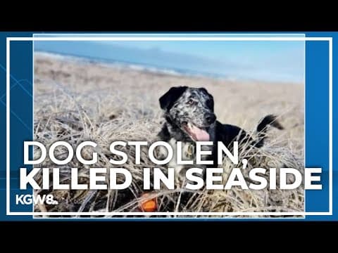 Police searching for suspect who stole, killed dog in Seaside