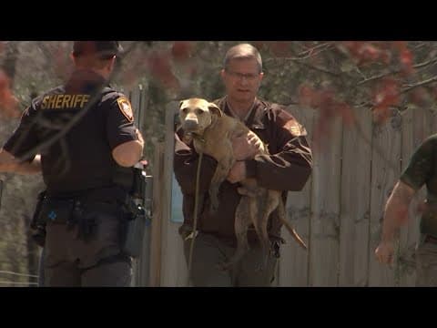 40 dogs removed from Delaware County property after reports of possible animal cruelty
