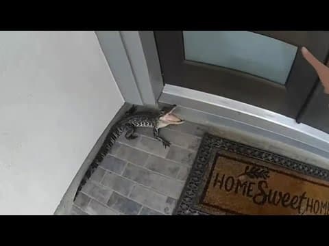 Fulshear officer wrangles gator with his bear hands