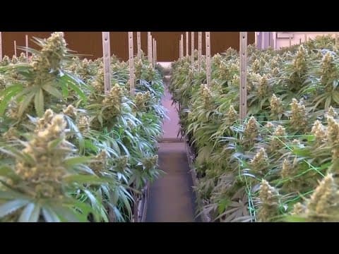 Central Ohio cities await promised funds as cannabis revenue soars a year into recreational sales