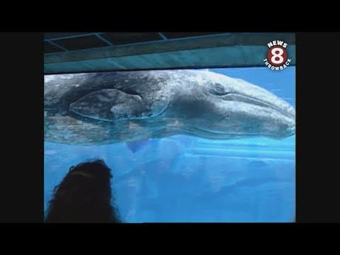 YouTube thumbnail for video 8sp1oU19pjw