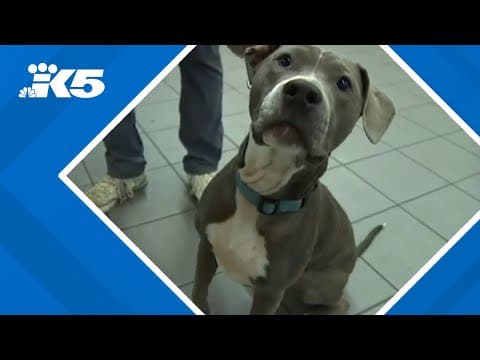 Sound Transit is letting big dogs on the light rail