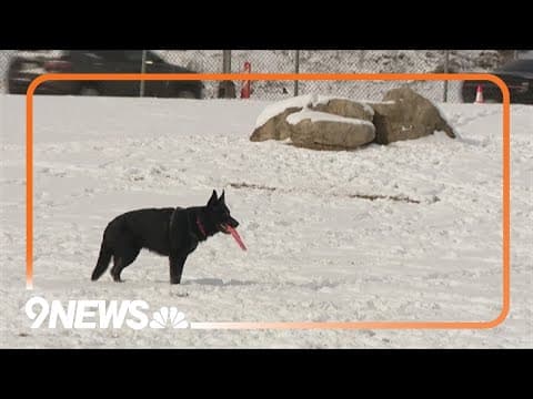 Dogs enjoy Denver snow