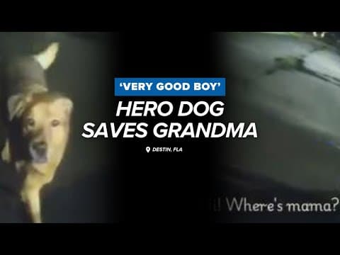 Bodycam captures moment when hero dog saves grandma