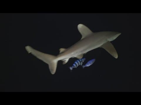 YouTube thumbnail for video 9-ocCucHI8E