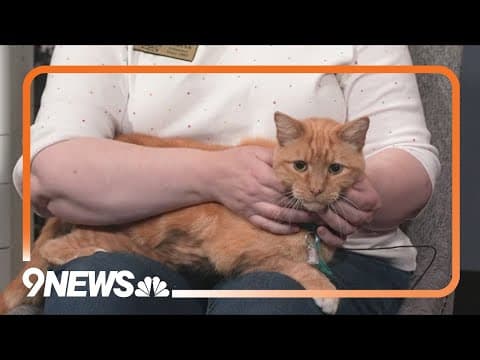 Chief Benja is a chill, cute cat looking for a forever home