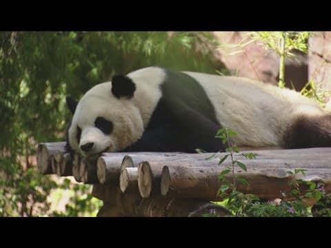 Zoo Day | Giant pandas celebrate one year since public debut at the San Diego Zoo