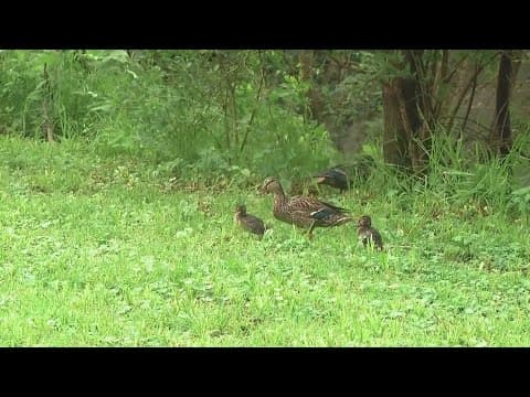 Some wildlife killed after 2,500 gallons of kerosene fuel leaked into east Columbus creeks