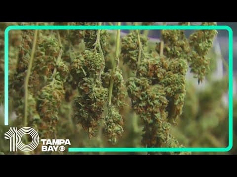 Amendment 3, Florida’s recreational marijuana measure, projected to fail
