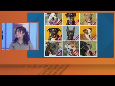 Humane society in Fishers has over 600 animals in their care; staff asking community for help