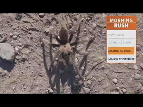 Tarantulas are about to be on the move across the Southwest