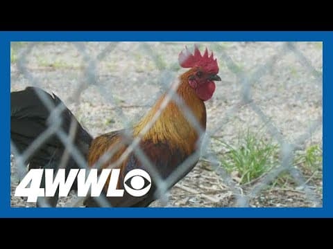 Where did the chickens in the St. Roch neighborhood come from?