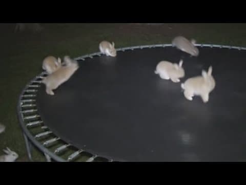 Viral “Bunnies on a Trampoline” Video Was AI — Here’s How It Fooled Everyone