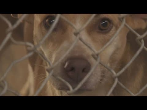 Animal shelters in need of help after Hurricane Francine