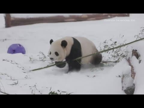 Snow brings out the playful side of National Zoo's panda duo