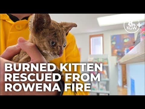 KGW Sunrise crew rescues injured kitten from Rowena Fire
