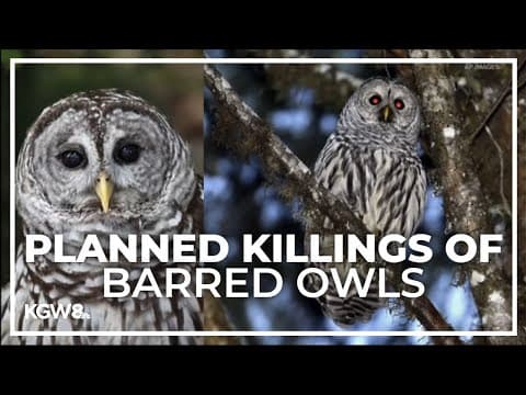 U.S. Fish and Wildlife plan to kill thousands of barred owls along West Coast