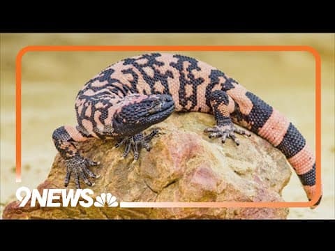 Man dies after Gila monster bite; Veterinarian explains rarity of case