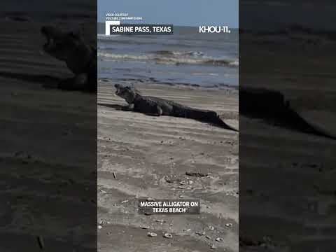 Massive alligator spotted on Texas beach #shorts #short