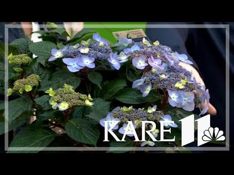 New plant varieties blooming in garden centers this spring