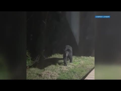 Bears are coming out of hibernation. Here's what you should know