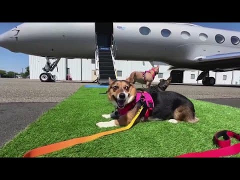 New airline is offering a dog first experience