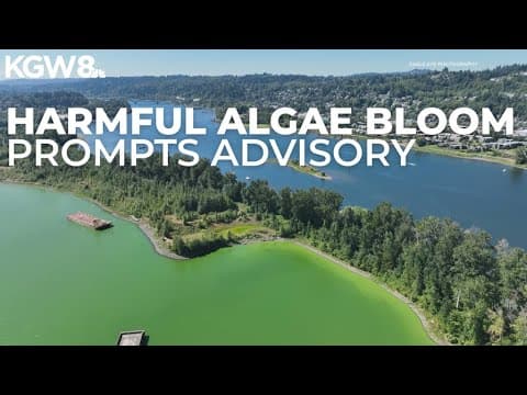 Toxic algae advisory expands for stretch of Willamette River in Portland