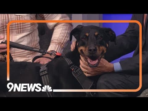 Petline9: Clyde is a well-behaved 9-year-old dog who needs a forever home