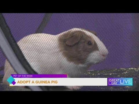 Pet of the Week: Let's get some guinea pigs adopted
