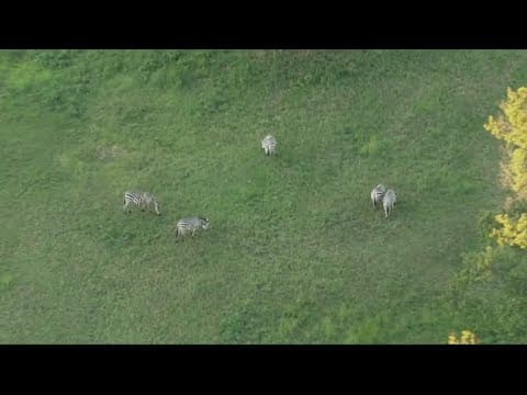 Trial begins for owner of escaped Prince George's County zebras