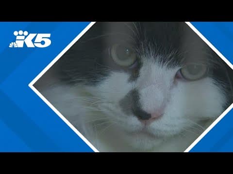 Humane Society for Tacoma and Pierce County takes in more than 30 cats amid overcrowding
